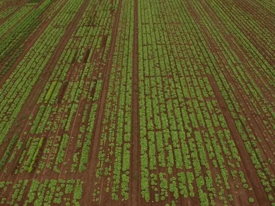  The Use of Biosolarization for the Reduction of Fusarium Wilt of Lettuce