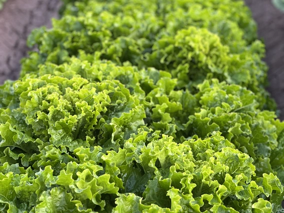 boston leaf lettuce