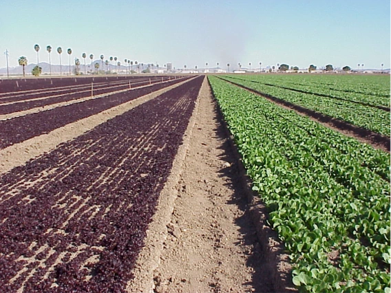 Figure 3-5-1. Baby lettuce and baby spinach in a field near Yuma.