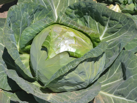 cabbage