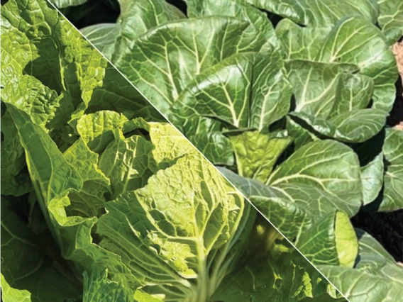 Napa-BokChoy image