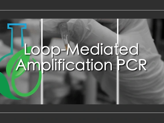 Embedded thumbnail for Loop-Mediated Amplification PCR