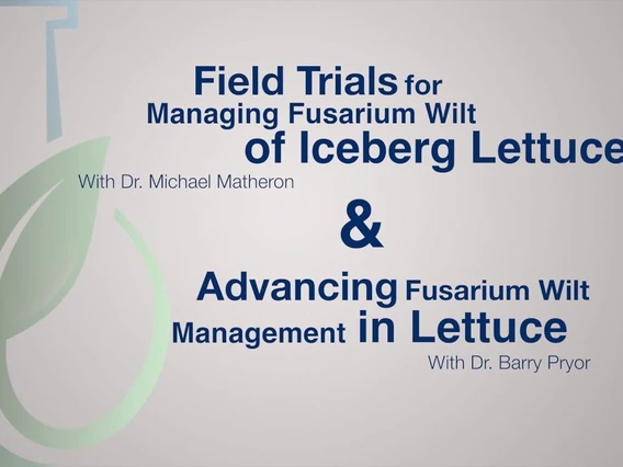 Embedded thumbnail for Field Trials &amp; Advancing Fusarium Wilt Management in Lettuce