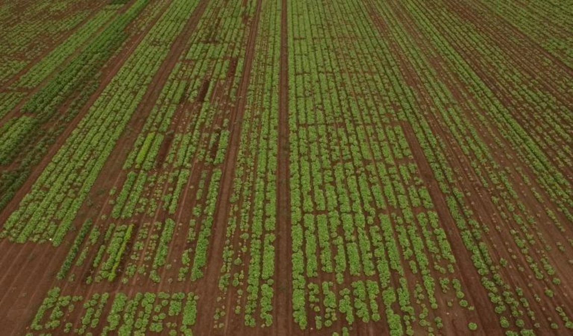  The Use of Biosolarization for the Reduction of Fusarium Wilt of Lettuce