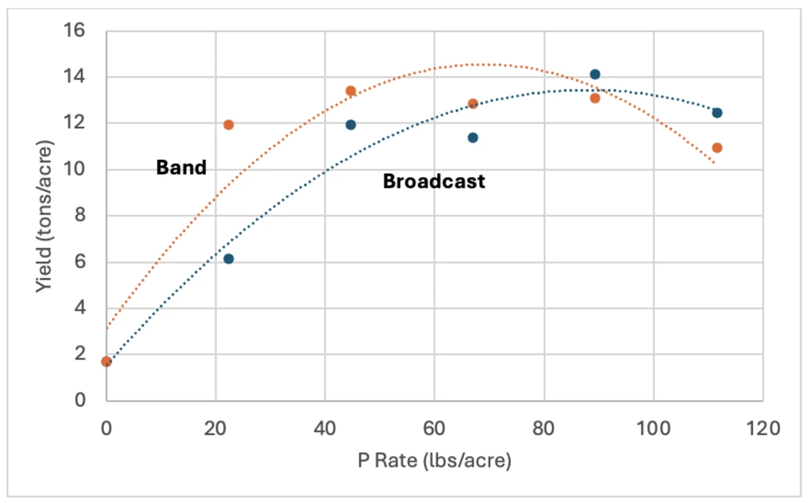 Figure 2-2-4. Response of lettuce to broadcast or banded MAP in Yuma in 2005.