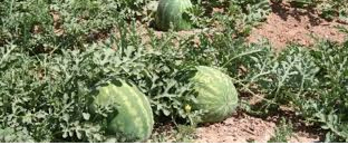 Figure 3-11-1. Watermelons in a field in Central Arizona.