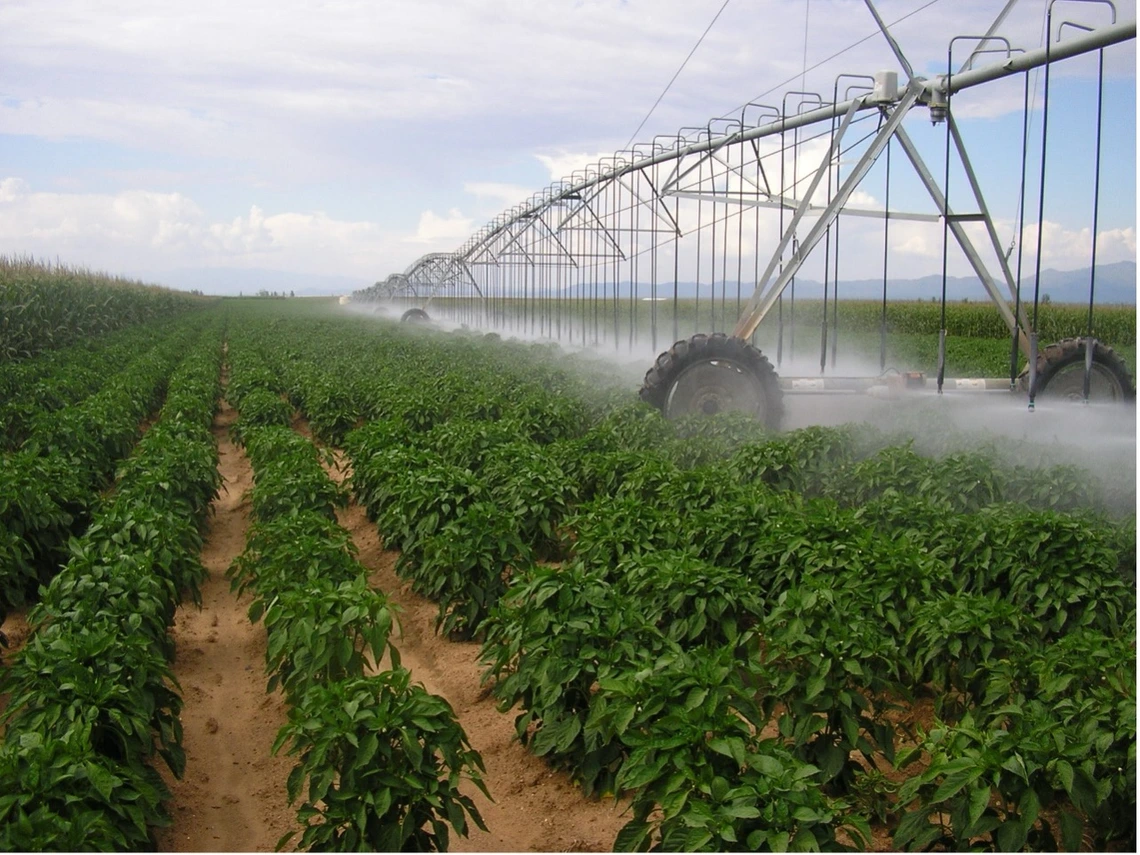 Figure 3-13-1. New Mexico type chile peppers irrigated by center pivot near Wilcox, Arizona.