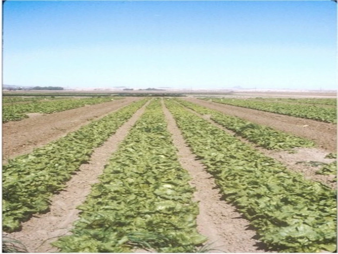 Figure 4-5-1. Controlled release fertilizer experiment conducted at the Yuma Agricultural Center