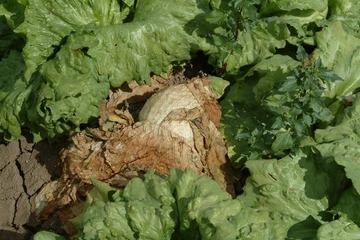 Lettuce with fungus