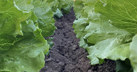 soil health