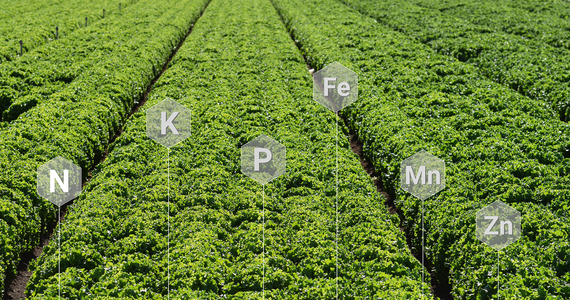 plant nutrition image
