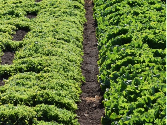 Figure 3-7-1. Endive and Escarole near Yuma
