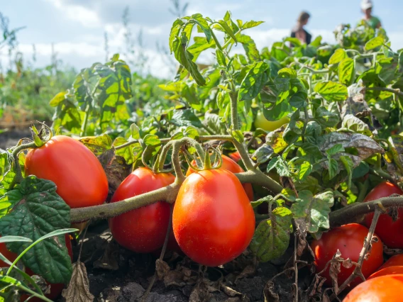 tomatoes on vine