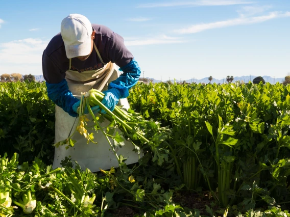 harvesting celery in Yuma, AZ