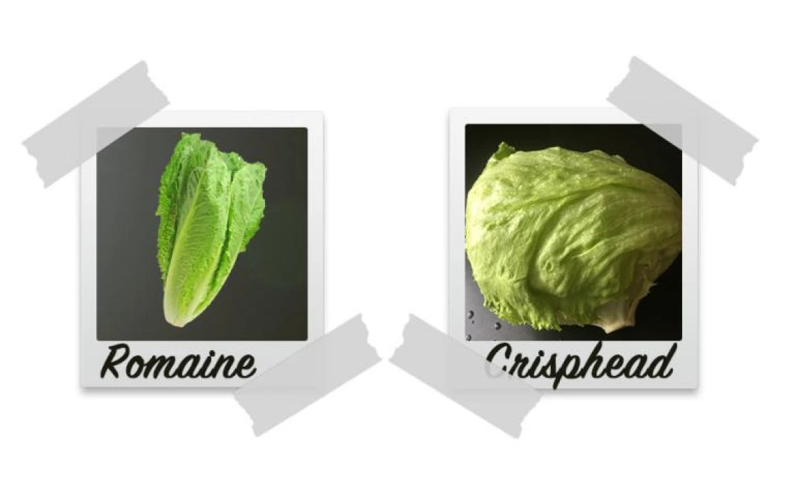 Romaine and Crisphead lettuce