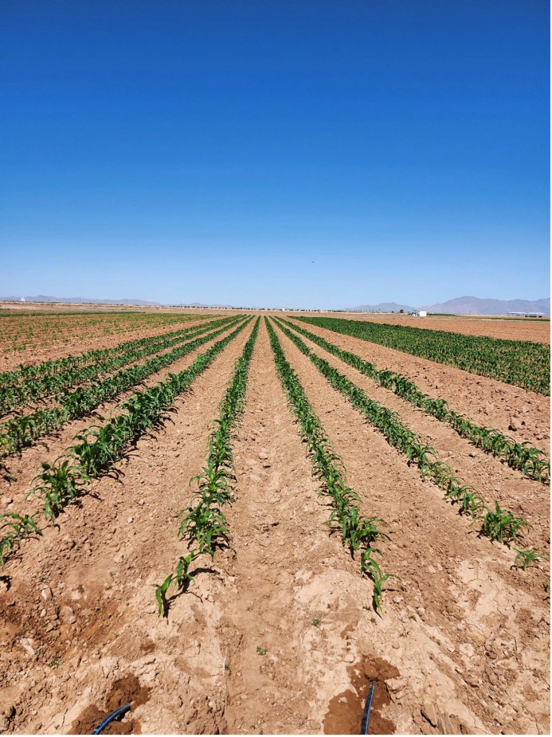 Figure 3-12-1. Sweet corn P fertilizer experiment at the Maricopa Agricultural Center in spring 2024.
