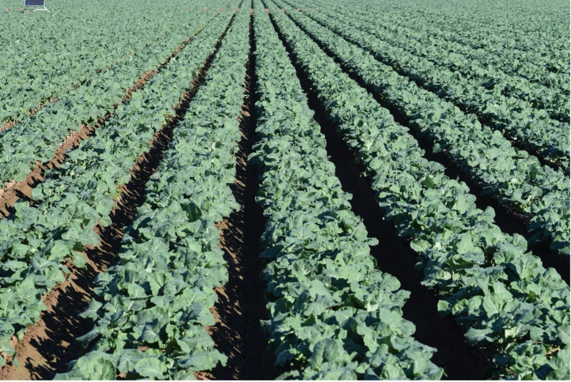 Broccoli in eastern Yuma County
