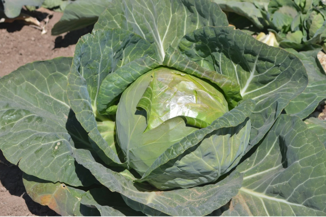 Figure 3-3-1. Cabbage in the Yuma area.