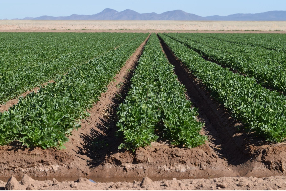 Figure 3-4-1. Celery field in Yuma Valley