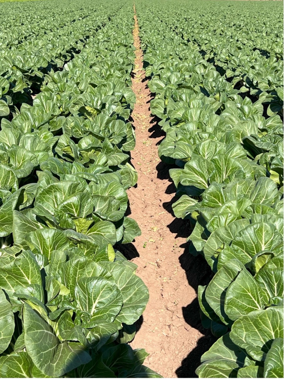Figure 3-6-1. Bok choy in the Bard Water District near Yuma