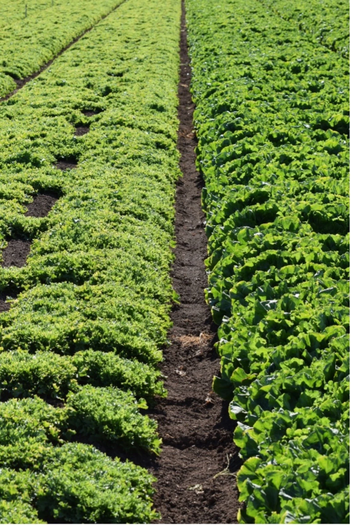 Figure 3-7-1. Endive and Escarole near Yuma