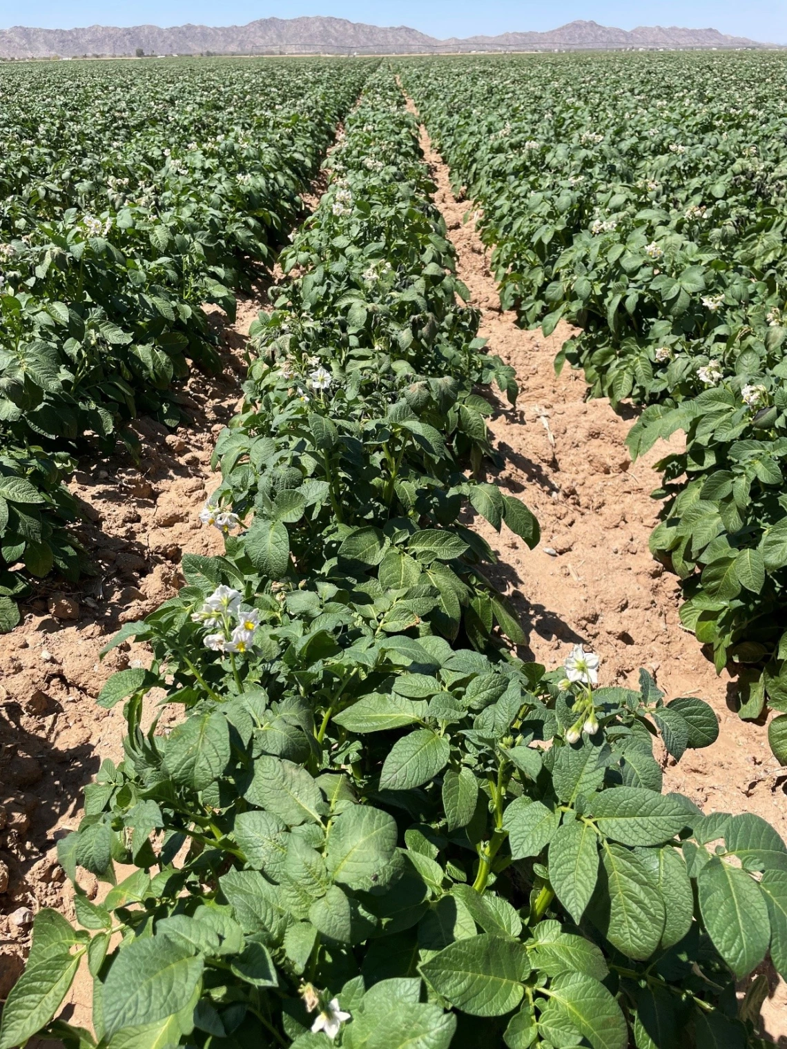 potato crop