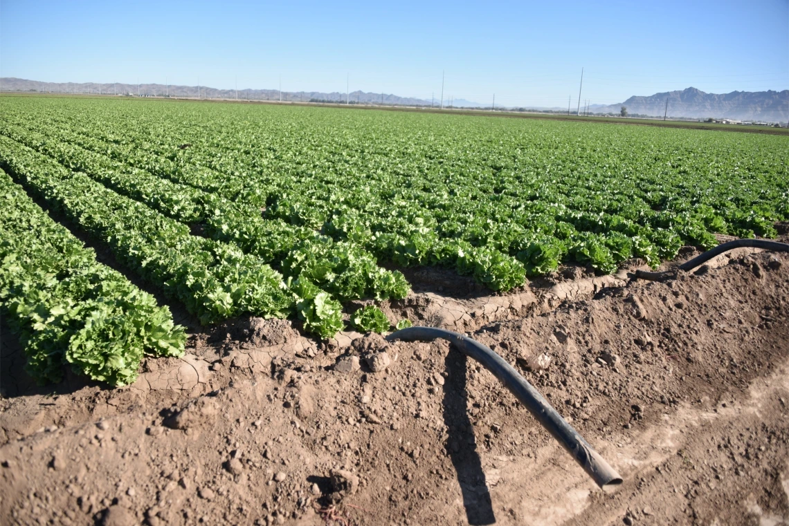 A lettuce field in Yuma, AZ