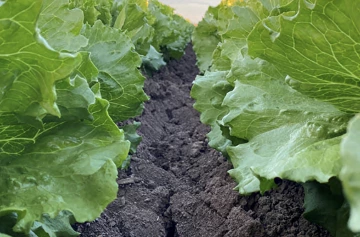 soil health