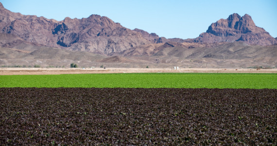 Yuma, AZ
