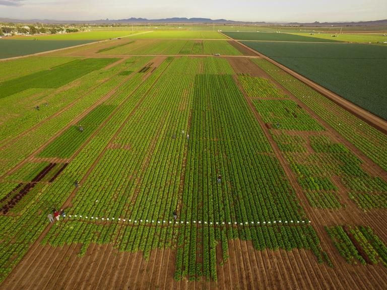 2023 Aerial Yuma Fusarium Wilt of Lettuce Field Day