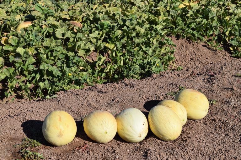 Year 2 harvested melons in the field waiting to be boxed and shipped to labs for analysis