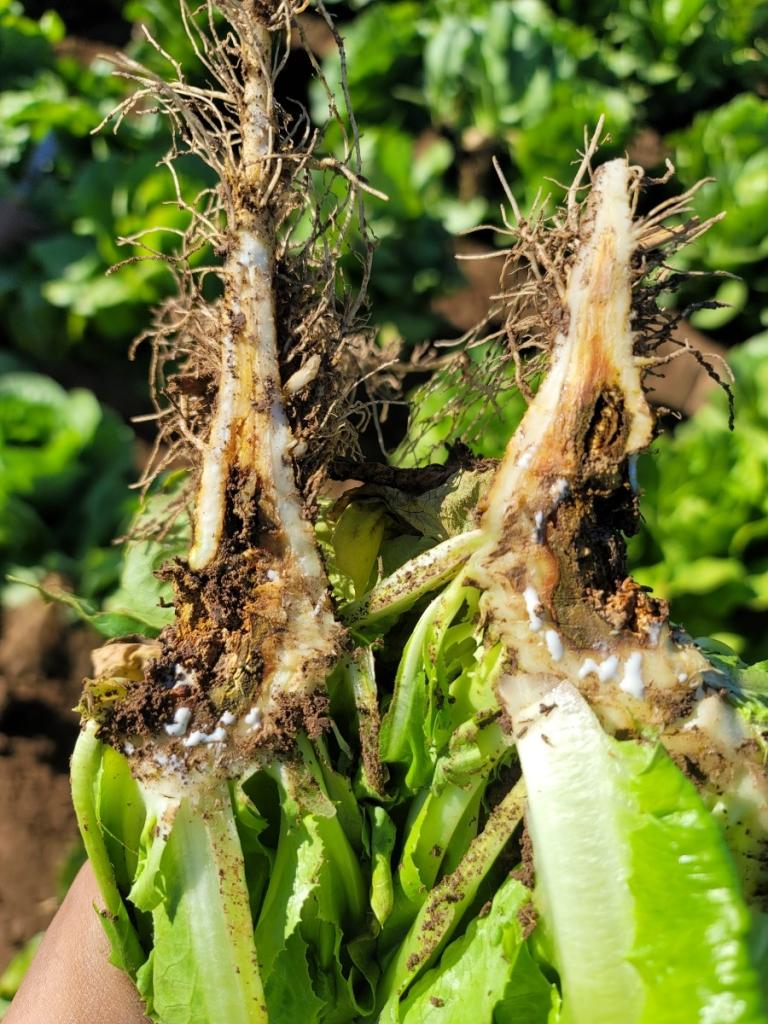 Diseased Plant form Fusarium Wilt of Lettuce Trial