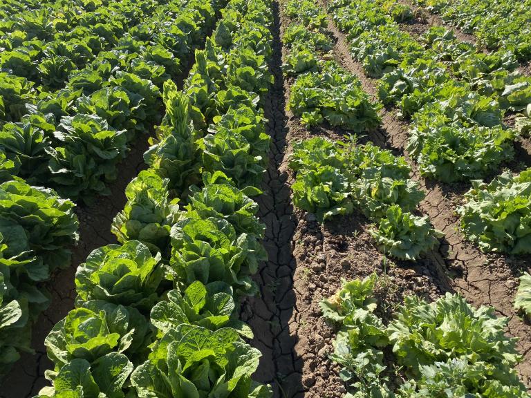 2021 Yuma Fusarium Wilt of Lettuce Field Day
